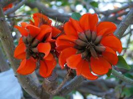 två orange blommor på en träd foto