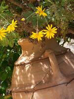 en stor lera pott med gul blommor foto