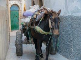 en häst dragande en vagn foto