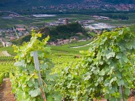 en vingård med grön vinstockar foto
