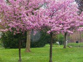 en grupp av träd med rosa blommor foto