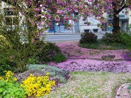 en blomma trädgård med rosa blommor foto