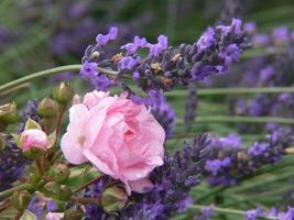 en rosa reste sig är växande i främre av lavendel- blommor foto