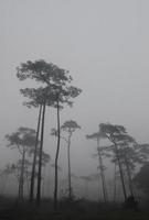 tallskog i dimman foto