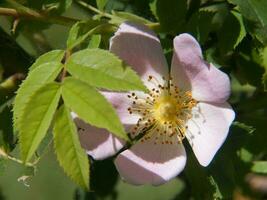 en rosa blomma med gul centrum foto