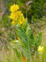 en gul blomma i en fält av grön gräs foto
