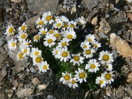 en grupp av vit blommor växande ut av en klippig jord foto