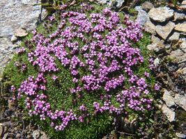 en små lappa av lila blommor växande på en sten foto