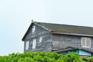 gammal trä- hus i en kust by med en måsen bo på de tak foto