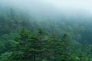 dimmig berg skog på de backe av de vulkan på de ö av kunashir foto