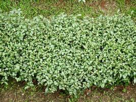 topp av grön te blad i de morgon, te plantage. grön te knopp och löv, grön växt färsk löv, te plantager, fält grön plantage lantbruk bakgrund topp blad bruka landskap foto