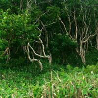 skog landskap av de ö av kunashir, vriden träd och undervegetation av dvärg- bambu foto