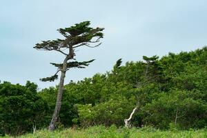 landskap med krokig tall över låg kust skog foto