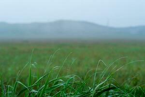blad av gräs med dagg droppar på de bakgrund av en suddigt dimmig morgon- äng foto