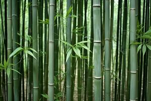 ai genererad berg bambu skog, dimmig bakgrund, landskap foto
