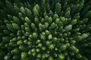 ai genererad antenn se av över mörk tall skog träd. topp ner Drönare se. foto