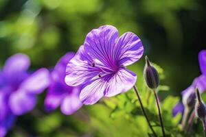 ai genererad geranium wilfordii blomma. ai genererad foto