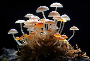 ai genererad hemimycena arter mairei. ai genererad. foto