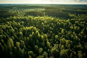 ai genererad antenn topp se lantlig väg i de skog, smuts väg eller lera väg och regn skog, antenn se väg i natur, ekosystem och friska miljö foto