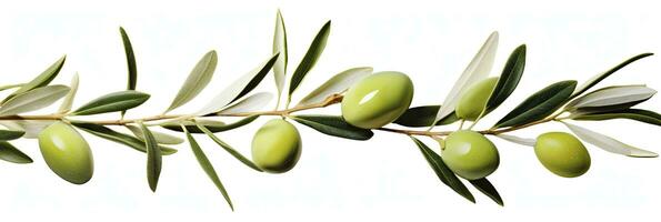 ai genererad oliv träd gren, grön oliver och löv på vit bakgrund. ai genererad. foto