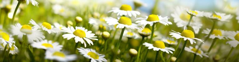 ai genererad kamomill blomma för en baner. generativ ai foto