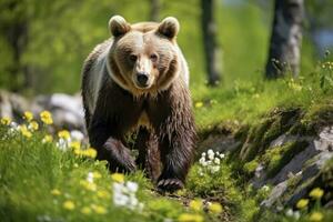 ai genererad brun Björn rör på sig på de grön äng i springtime natur. ai genererad foto