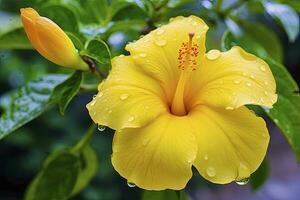 ai genererad stänga upp skön gul hibiskus blomma. ai genererad foto