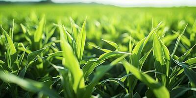 ai genererad fält av vibrerande grön biobränsle gröda. ai genererad. foto