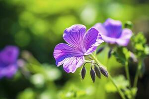 ai genererad geranium wilfordii blomma. ai genererad foto