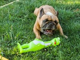 känslor av en fawn franska bulldogg spelar med en ny leksak på en grön gräsmatta. foto