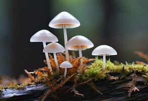 ai genererad hemimycena arter mairei. ai genererad. foto