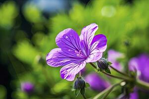 ai genererad geranium wilfordii blomma. ai genererad foto