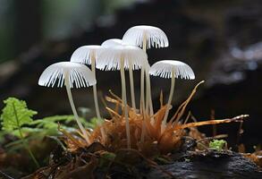 ai genererad hemimycena arter mairei. ai genererad. foto