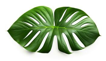 ai genererad monstera blad isolerat löv foto