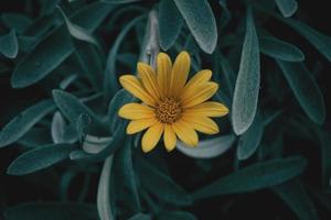 flor amarilla de gazania