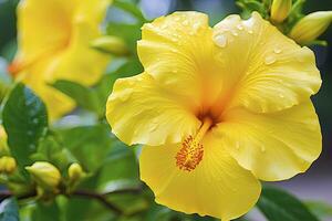 ai genererad stänga upp skön gul hibiskus blomma. ai genererad foto