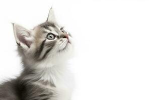 ai genererad lekfull rolig kattunge ser upp isolerat på en vit bakgrund. ai genererad foto