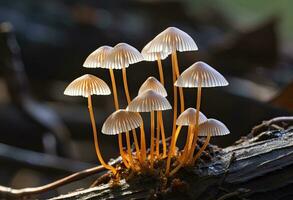 ai genererad hemimycena arter mairei. ai genererad. foto