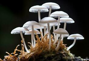 ai genererad hemimycena arter mairei. ai genererad. foto