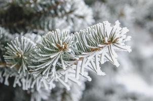 frost och snö på gröna nålar av granar