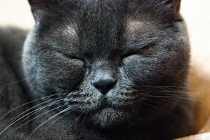 en grå katt av brittisk eller skotsk ras ligger på sängen foto