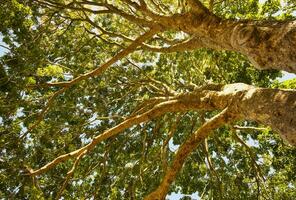 röd mahogny träd, khaya antotheca, Kirstenbosch, cape stad, söder afrika foto