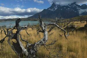 död- träd på sjö pehoe, torres del paine nationell parkera, chilenska patagonien, chile foto