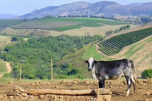 mjölk kor i de serra da canastra, sao roque das minas, minas gerais stat, Brasilien foto