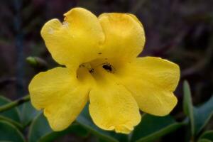 adenokalymma pedunculatum blomma, serra da canastra, minas gerais, Brasilien foto