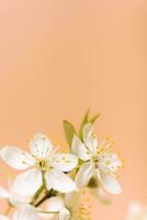 skön vår blommor blomma på persika ludd trendig Färg 2024 bakgrund foto