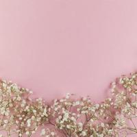 vita färska bebis andetag blommor mot rosa bakgrund foto
