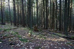 Fantastisk höst skog i morgon- solljus. röd och gul löv på träd i skog foto