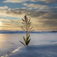 ai genererad en växt i de mitten på de sida av ett is ark bakgrund ljus himmel och moln på solnedgång, rosa, blå, gul foto