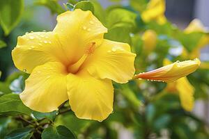 ai genererad stänga upp skön gul hibiskus blomma. ai genererad foto